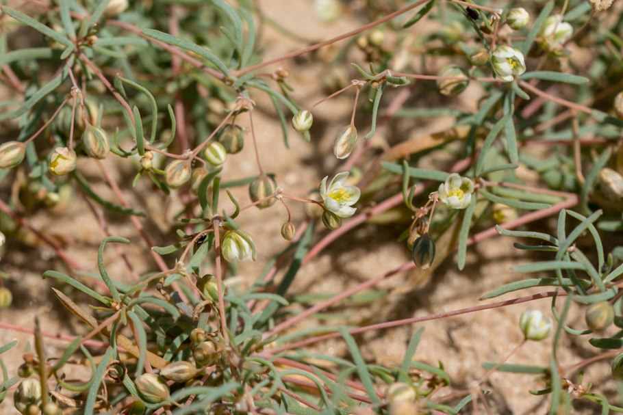 Alzatea verticillata