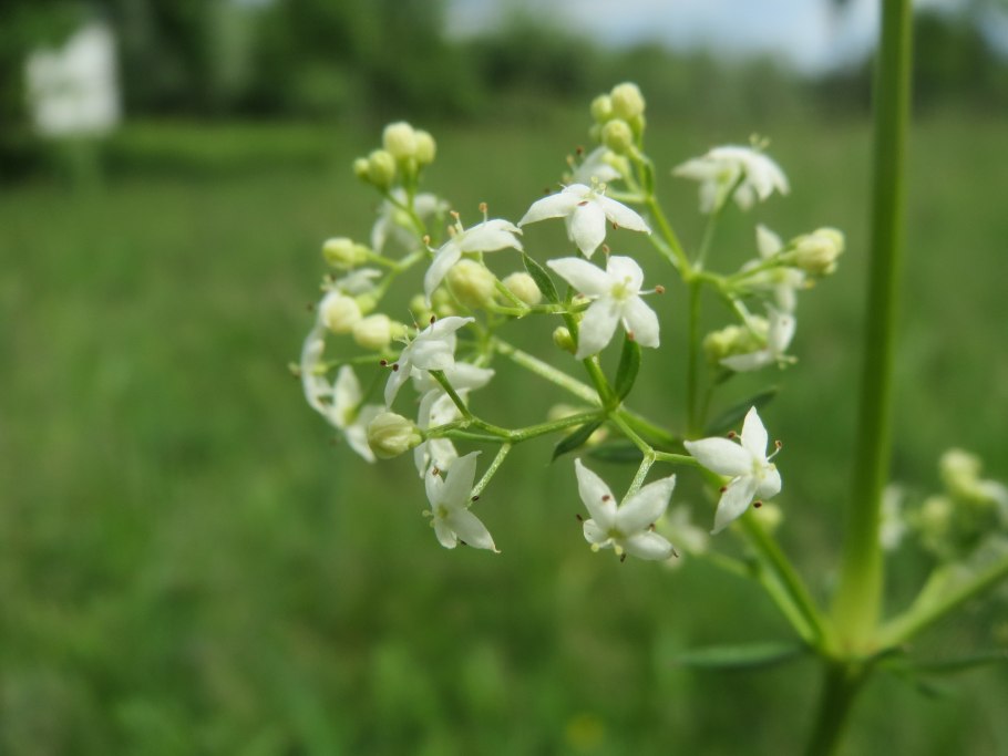 Моллюго маленькое