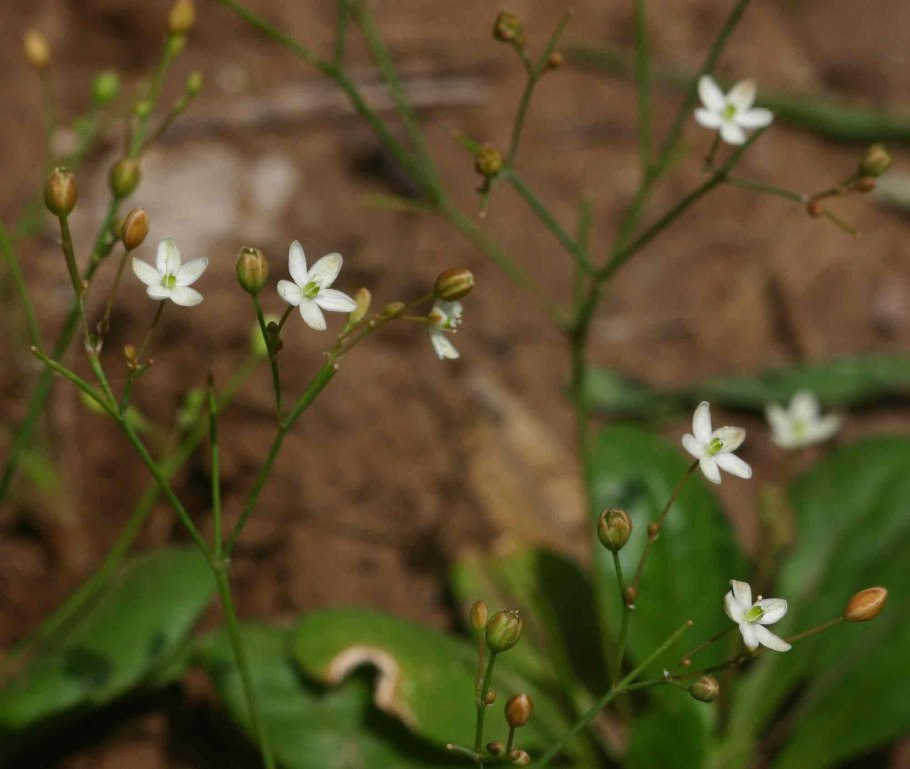 Вертициллата