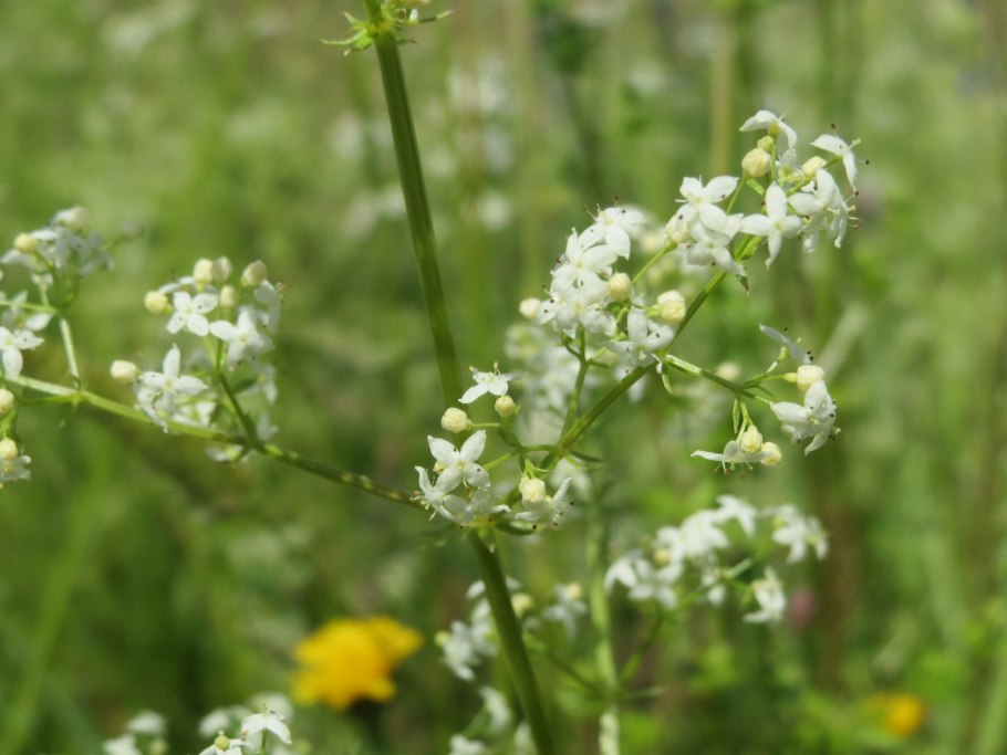 Подмаренник (Галиум)