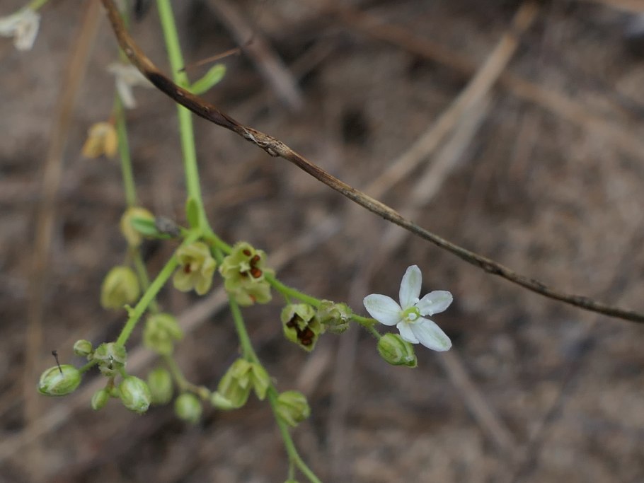 Семейство моллюгиновые