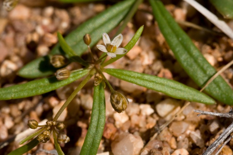 Подмаренник мягкий Galium mollugo