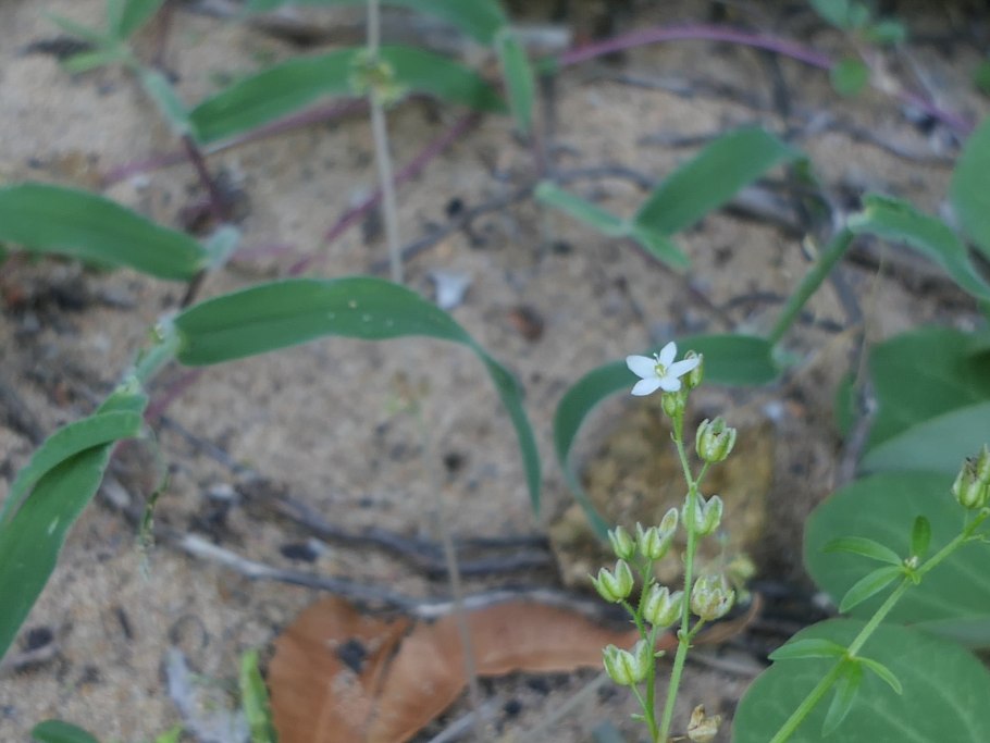 Подмаренник Шультеса