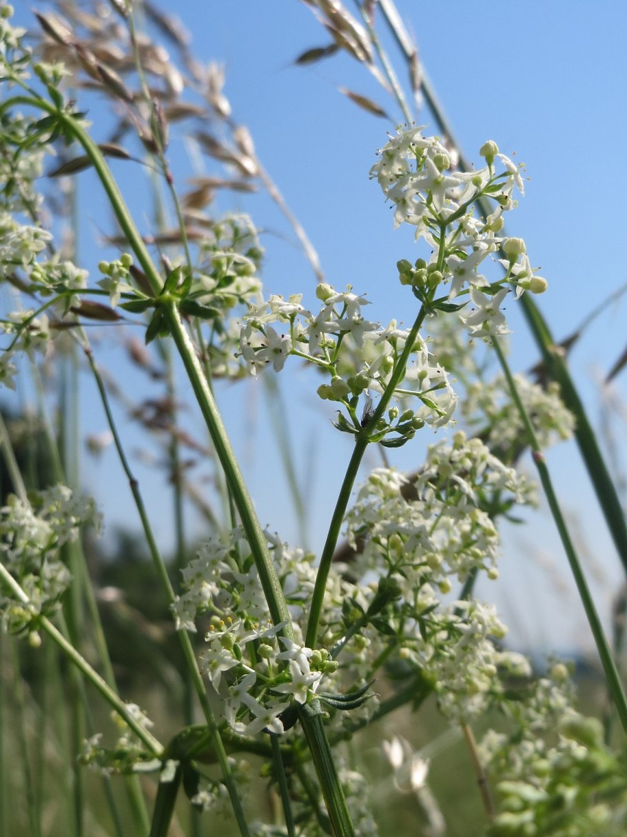 Подмаренник обыкновенный