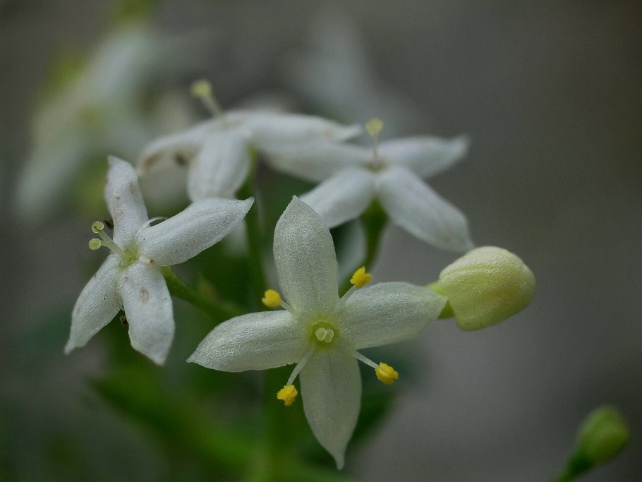 Подмаренник мягкий Galium mollugo