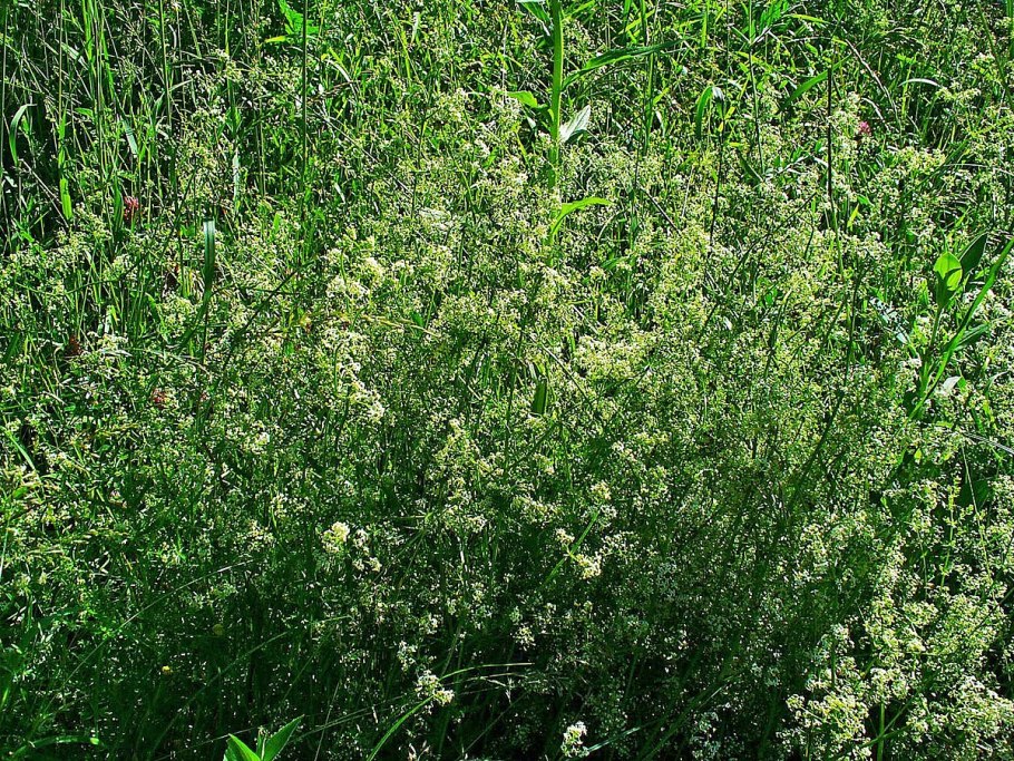 Galium mollugo l. рисунок