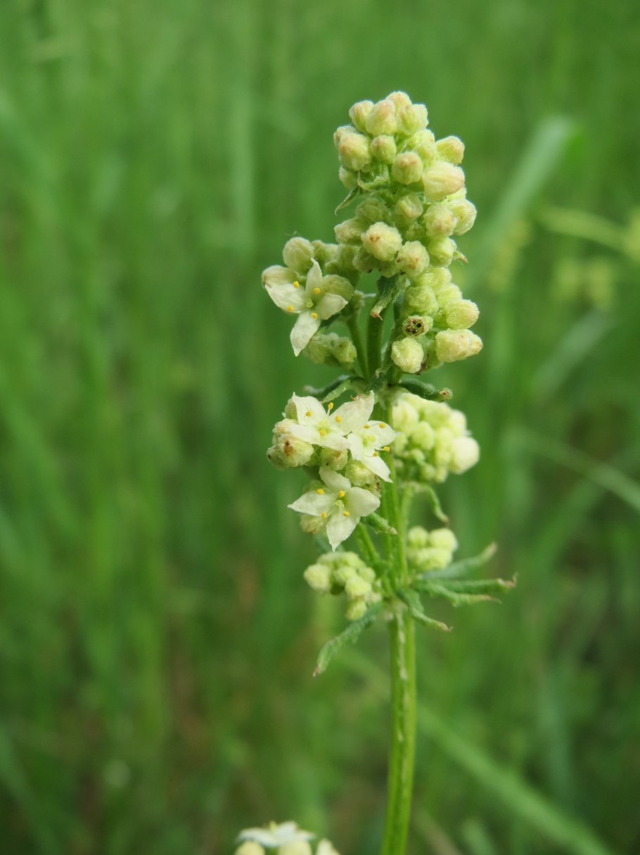 Galium mollugo