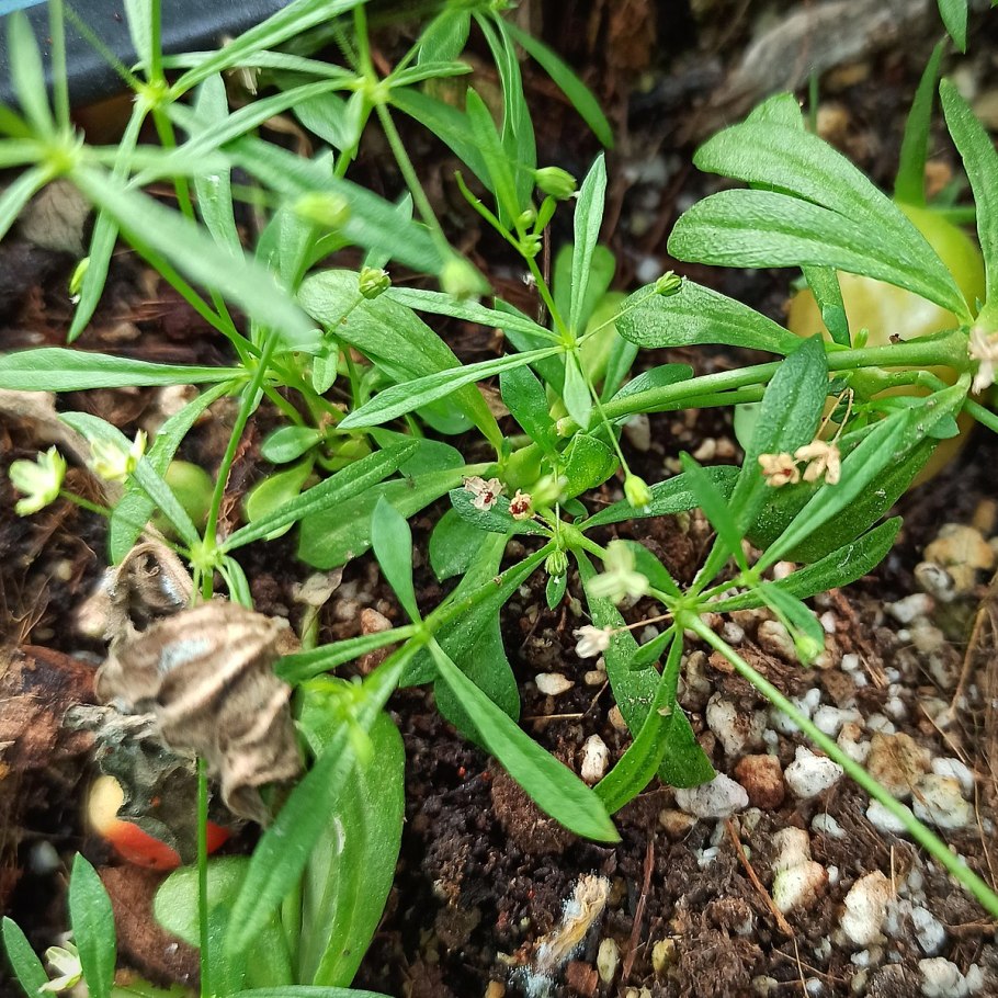 Моллюго маленькое