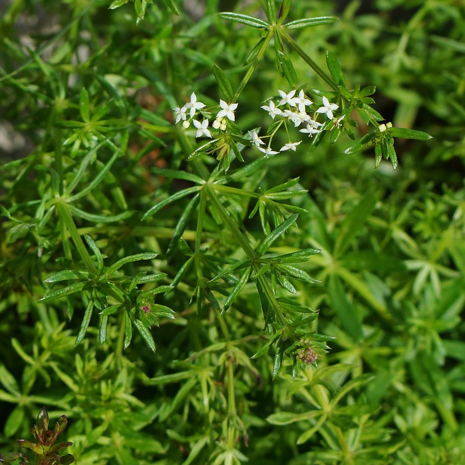 Galium mollugo
