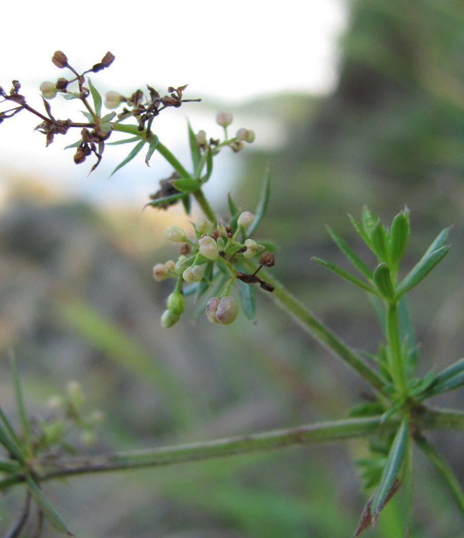 Моллюго маленькое