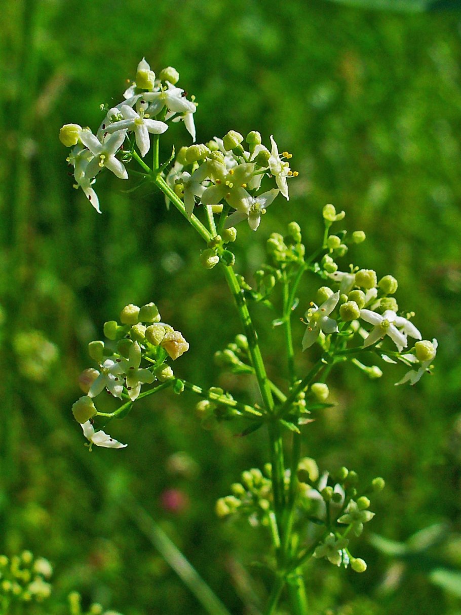Моллюго маленькое