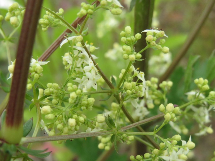 Моллюго маленькое