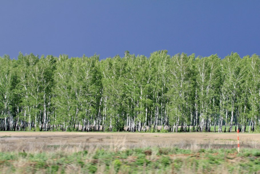 Полезащитные Лесные насаждения