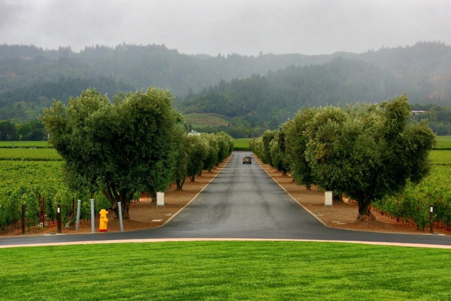 Город Шахты лесополоса