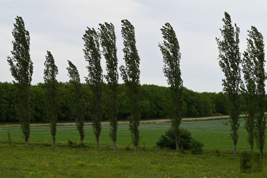 Тополь пирамидальный италика