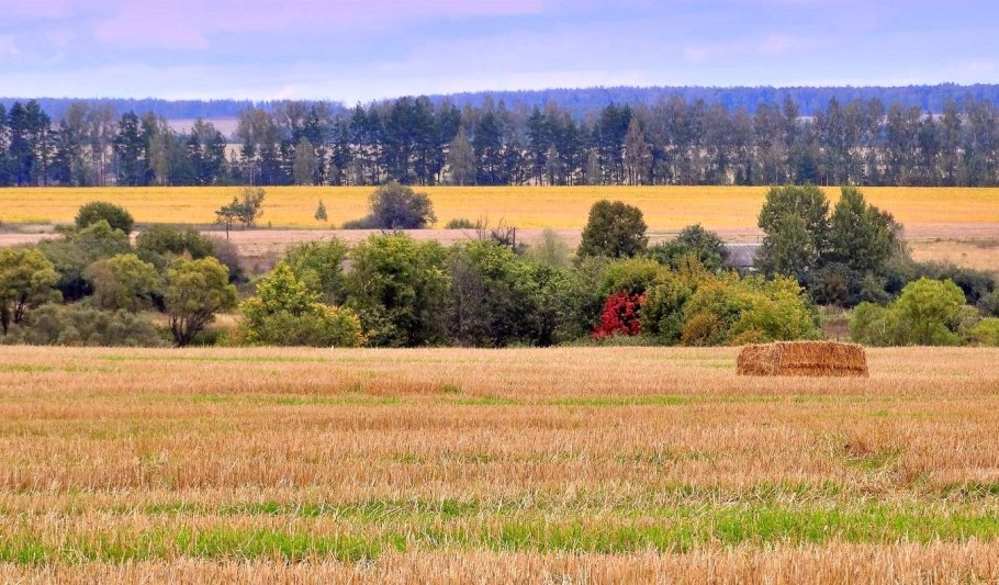 Полезащитные лесополосы