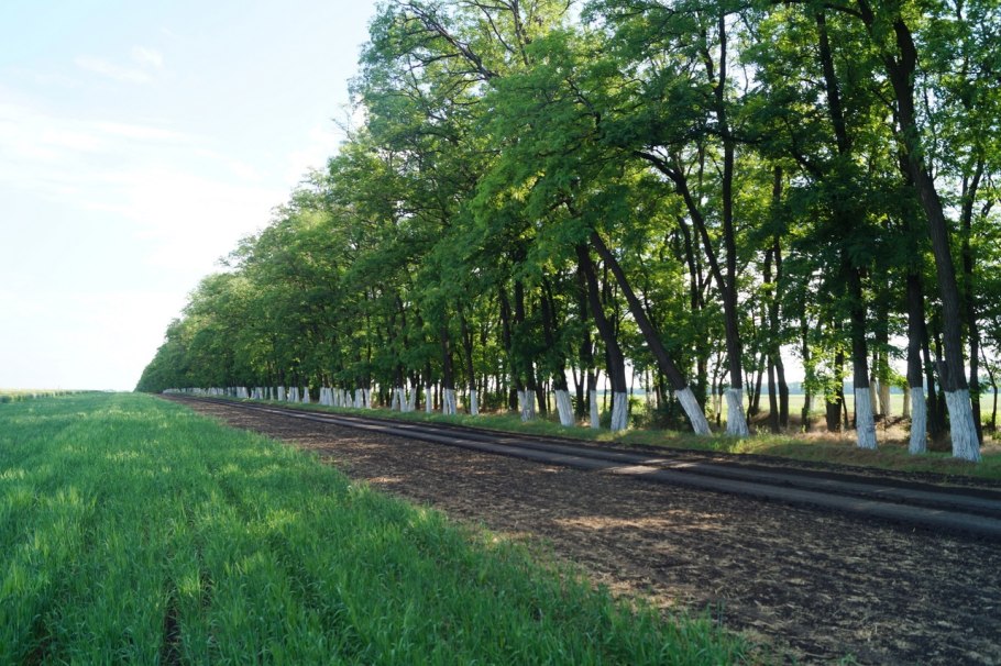 Полезащитные Лесные насаждения