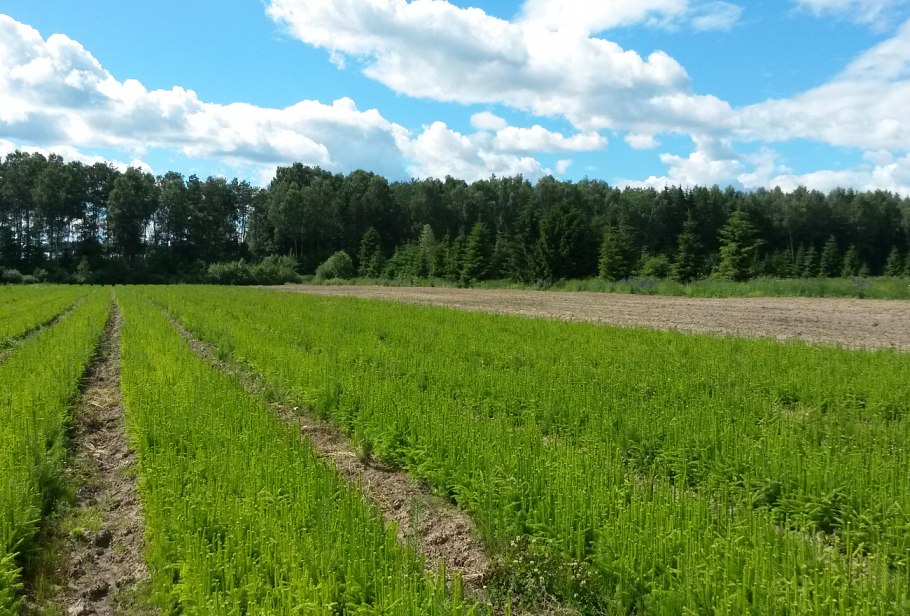 Паланга лесополоса