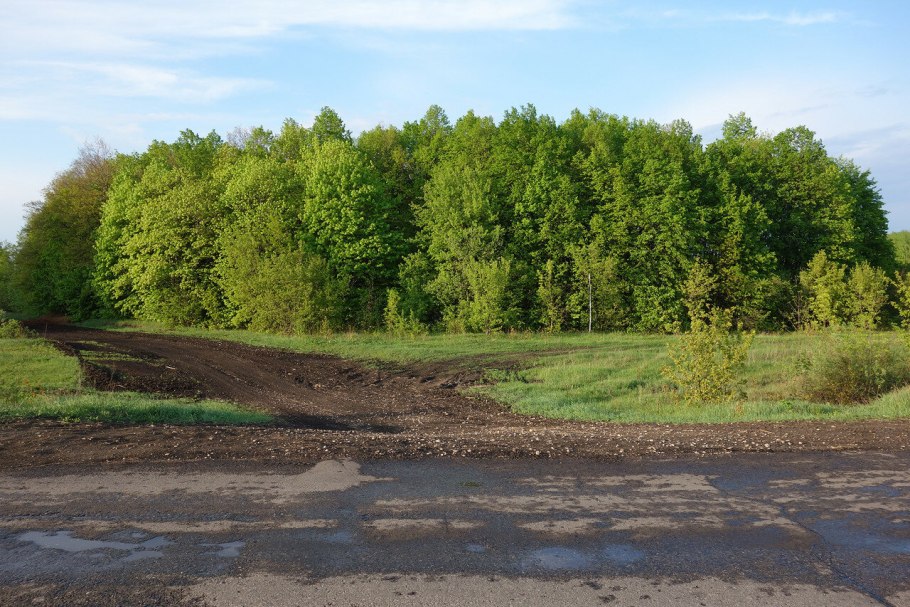 Дубовая лесополоса