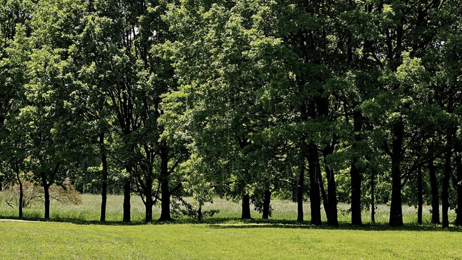 Противоэрозионная агролесомелиорация