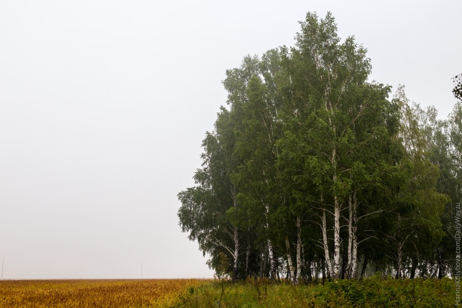 Полезащитные Лесные полосы Воронежа