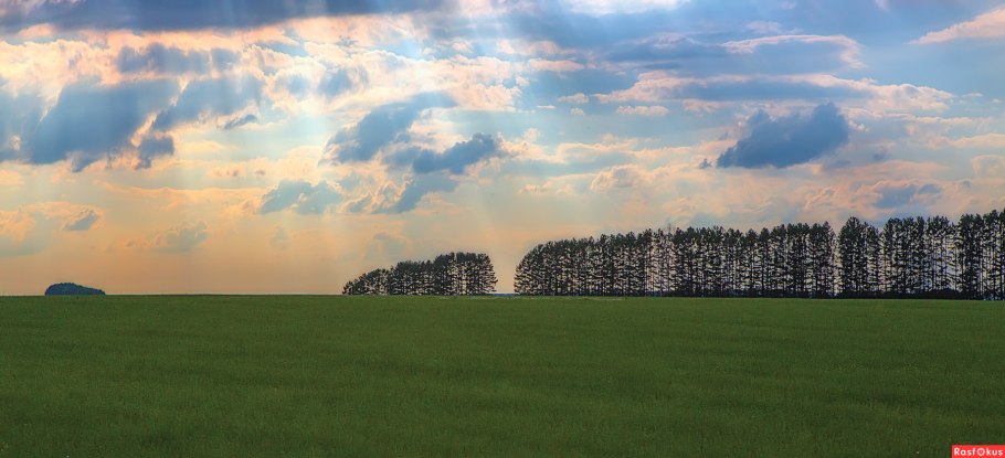 Лесополоса белая Калитва Пенза