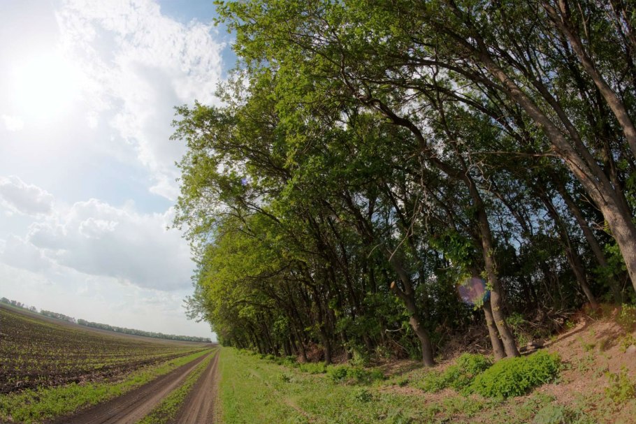 Кубанская степь с лесополосами