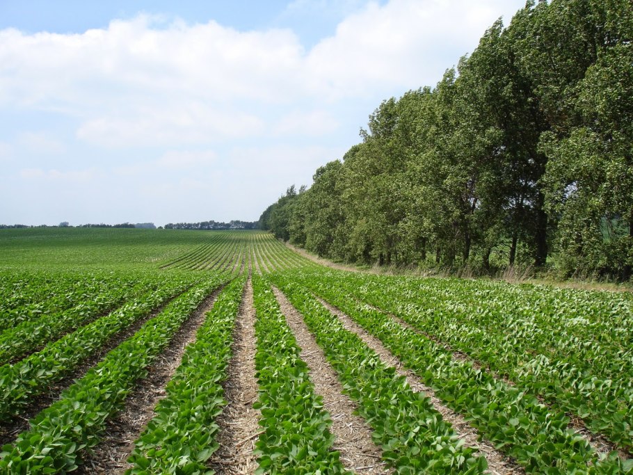 Агролесомелиорация мелиорация