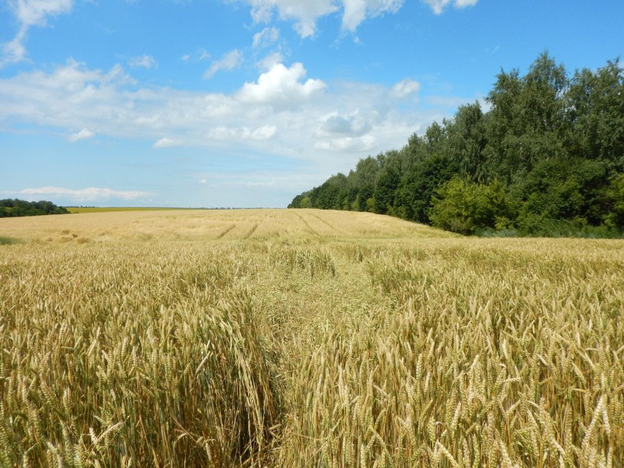 Лесополосы в степи