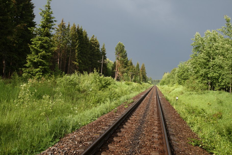 Деревья лесополоса