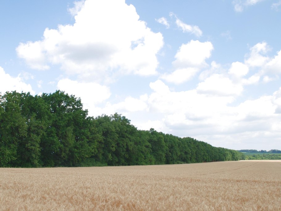 Генковская лесополоса