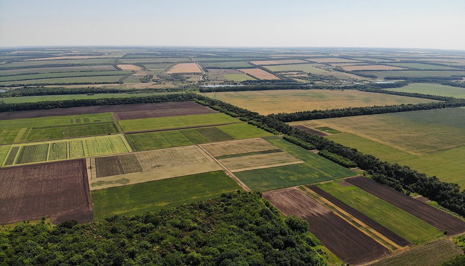 Природа лесополосы