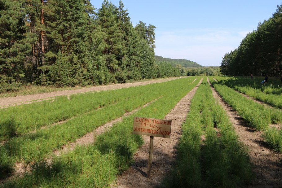 Лесополоса фильм 2005