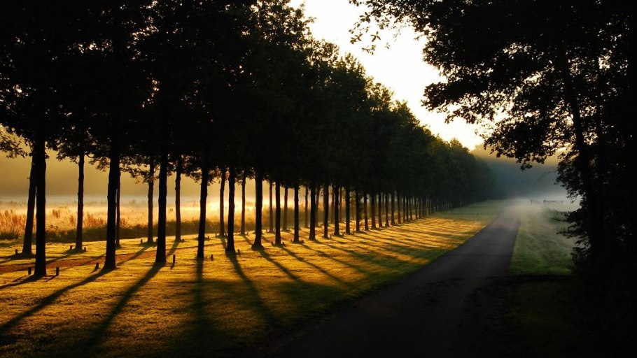 Хвойная лесополоса