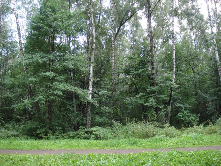 Фрунзеско Каралыкская Лесная полоса