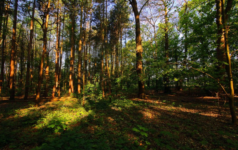 Лесополосы Алтайский край