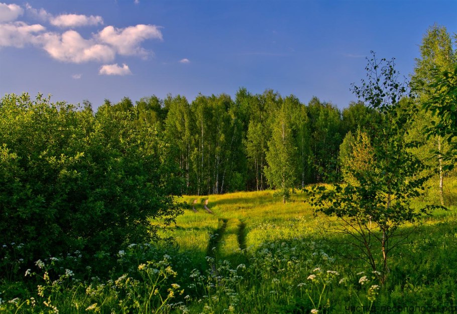 Сосновая лесополоса