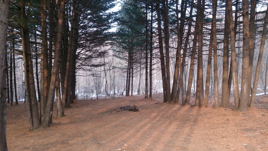 Хвойный бор город