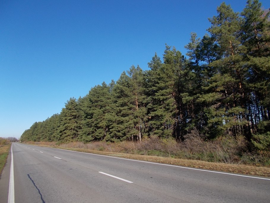 Лесополосы Белгородской области