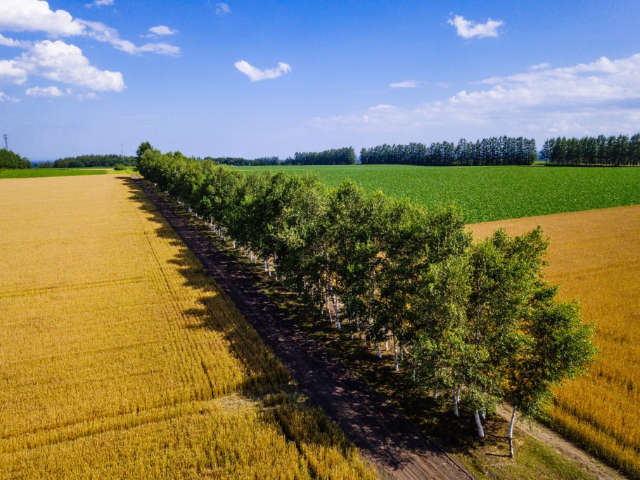 Полезащитные Лесные полосы