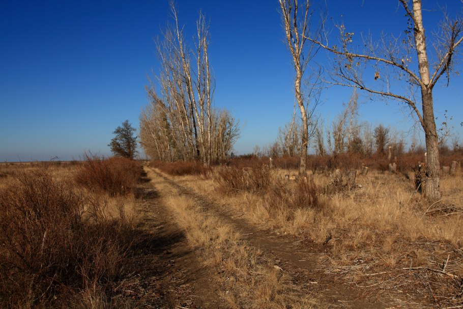 Полезащитные Лесные полосы Воронежа