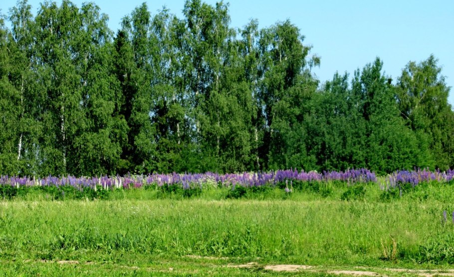 Хвойный Бор в Каменке