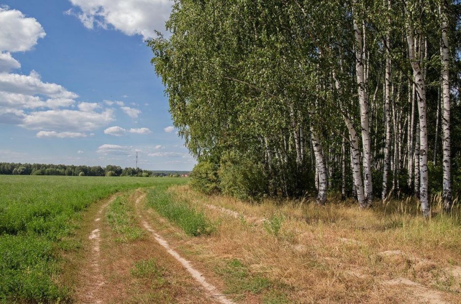 Лесополоса, насаждения, Лесной массив