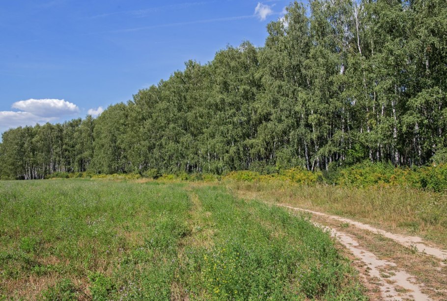 Лесополоса в лесу