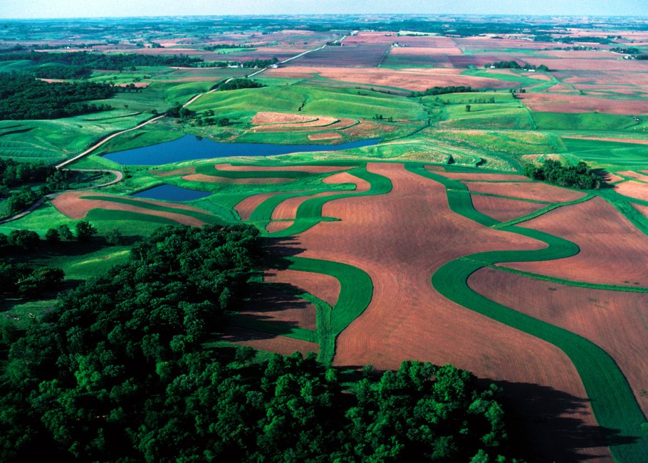 Лесополоса в лесу