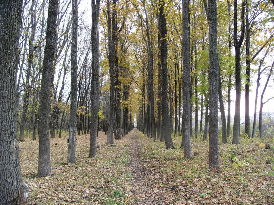 Лесополоса Россия