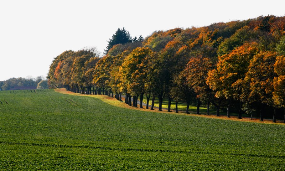 Полезащитные лесные насаждения