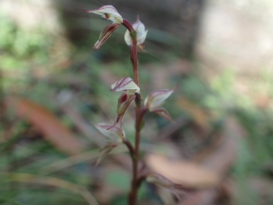 Chorizanthe cuspidata