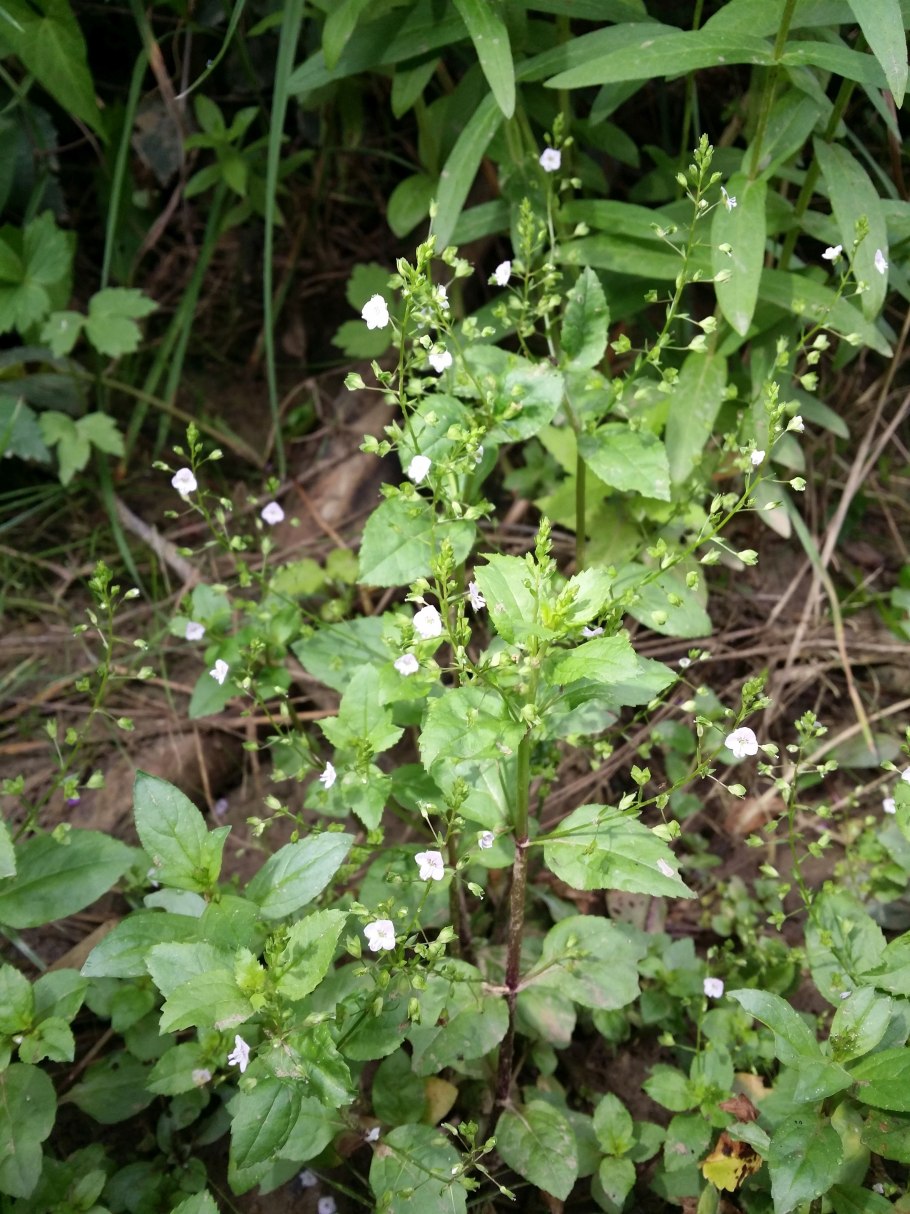 Росянка Капская