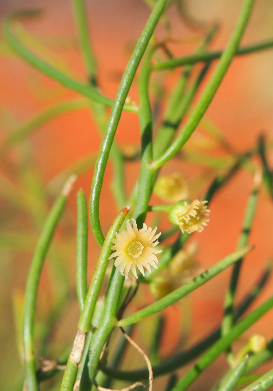 Tersonia cyathiflora